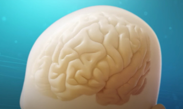 Stylized view of the brain
